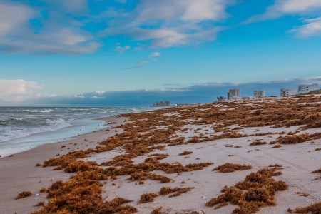 Seaweed on the beach in Miami, Florida. A 5,000-mile-long seaweed blob is currently headed for the state.