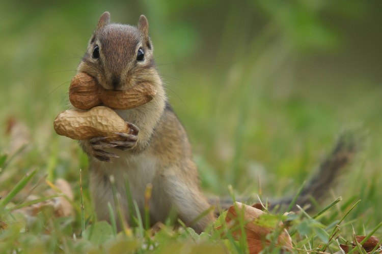 Peanut squirrel trying to figure out how to carry two big peanuts to his den in one trip