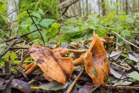 golden chanterelle growing on the forest floor