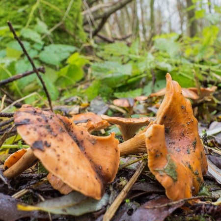 golden chanterelle growing on the forest floor