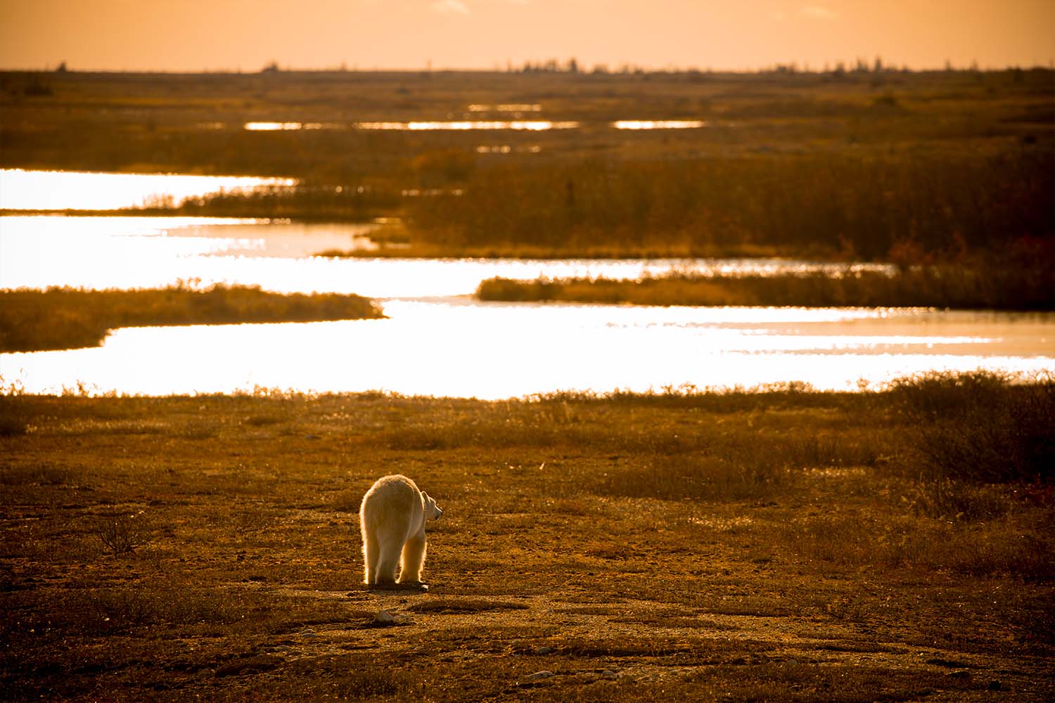 A lone polar bear crosses the tundra at sunset
