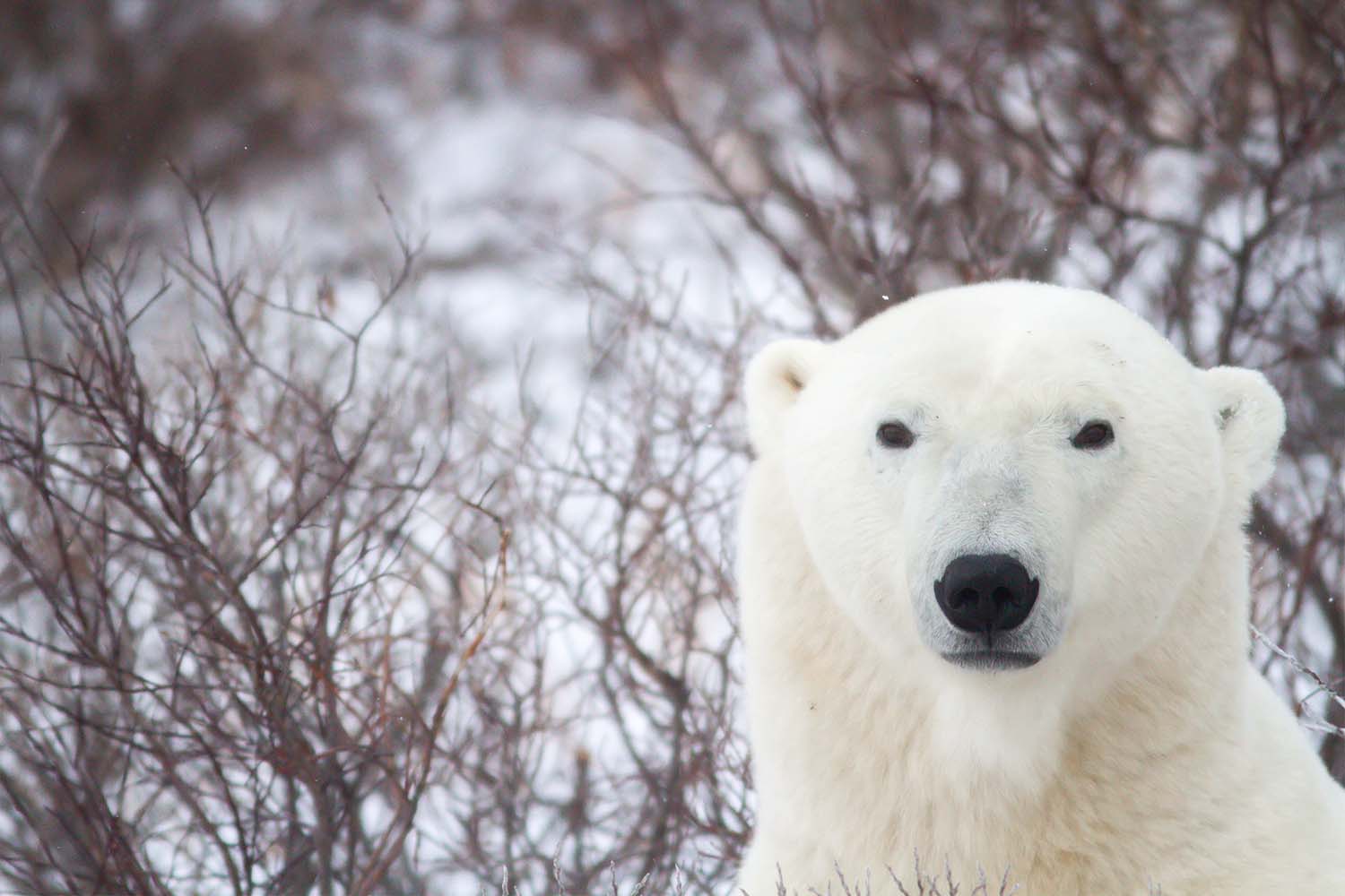 Close up of a polar bear seen an on arctic safari