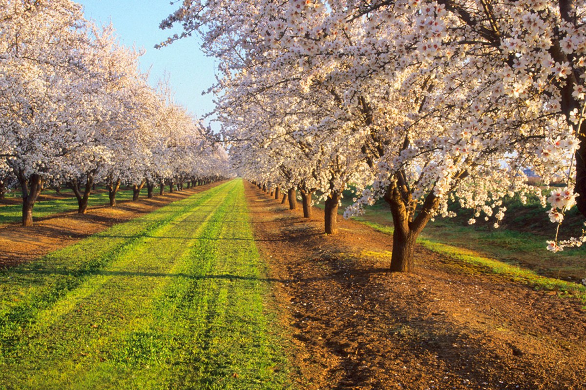 Almond Blossoms in Merced, California