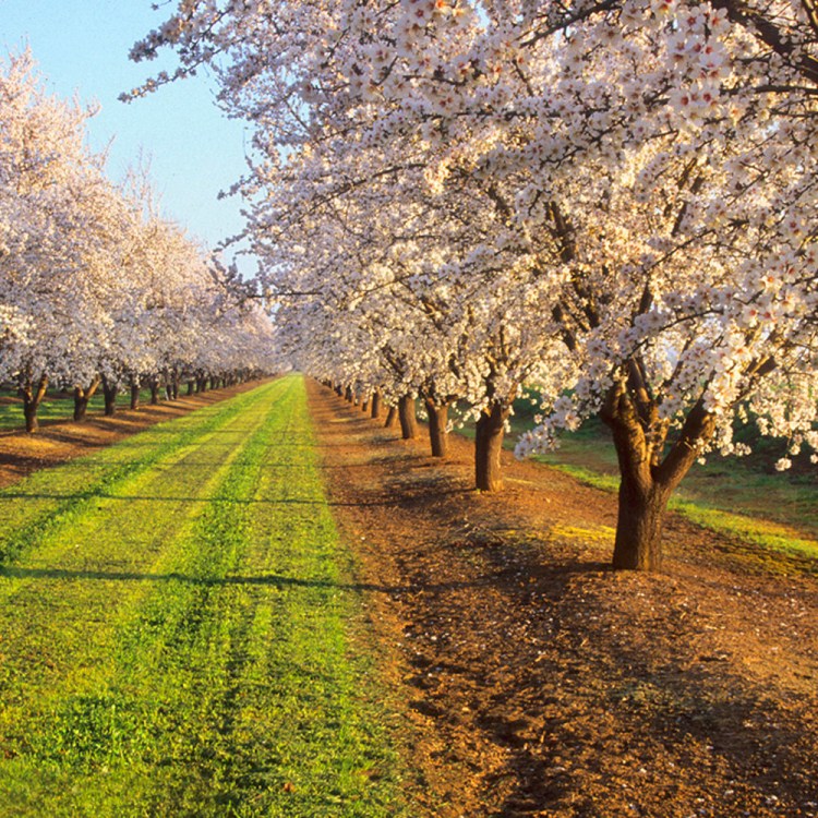 Almond Blossoms in Merced, California