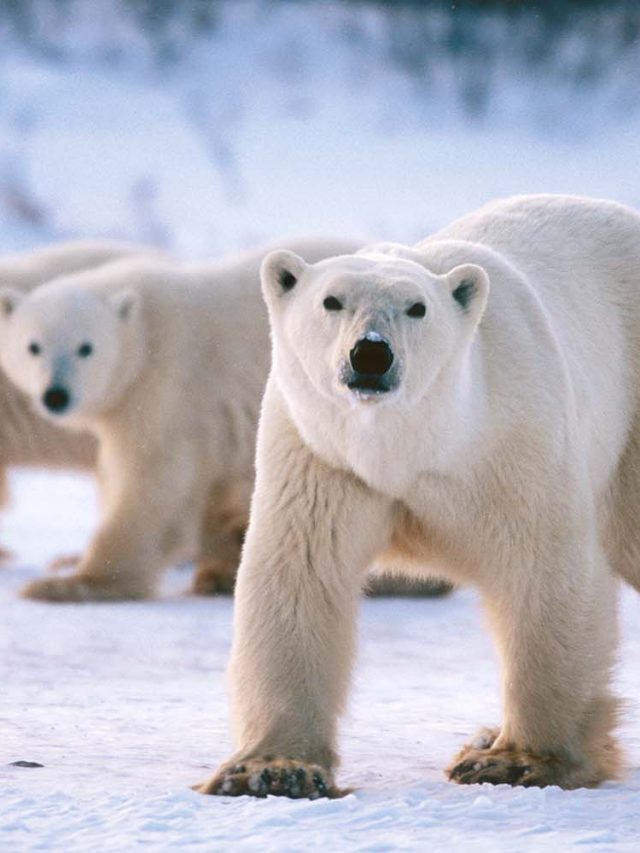 See Polar Bears on an Arctic Safari Trip