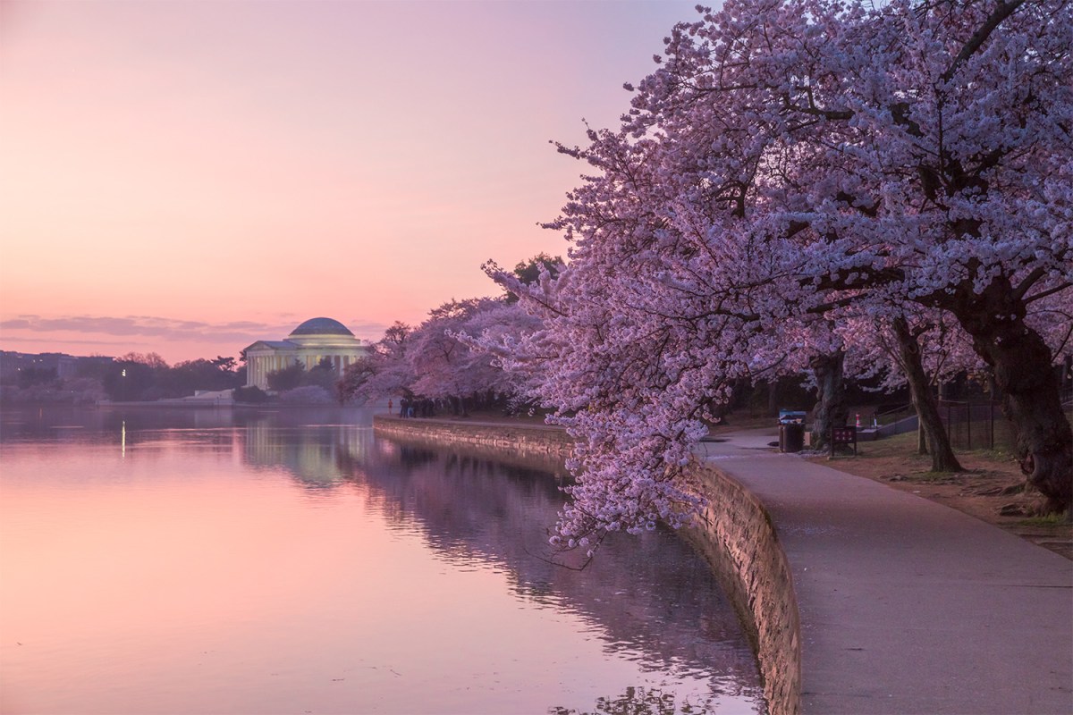 Sunrise at Tidal Basin when the cherry blossoms were in full bloom