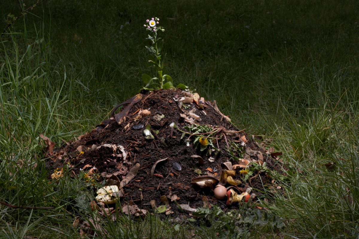 A heap of dirt with a flower growing out of it.