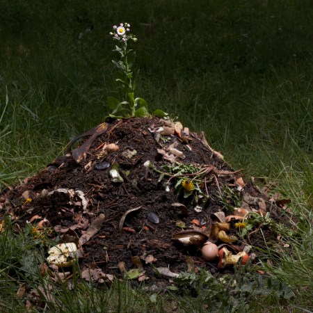 A heap of dirt with a flower growing out of it.
