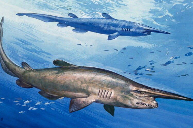 Scientists Clash Over Goblin Shark Photo's Authenticity - InsideHook