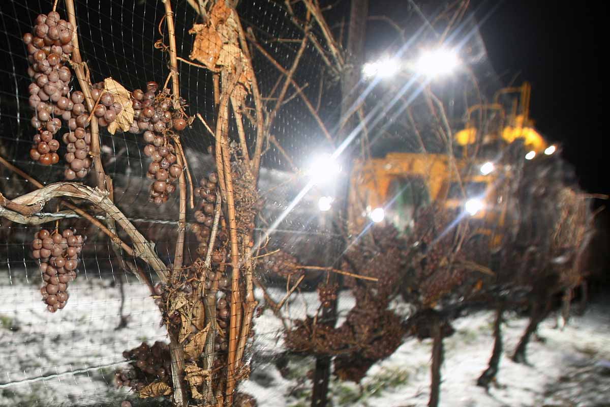 A mechanical picker harvests grapes at Niagara on the Lake, Ontario, Canada on January 16, 2006. The grapes, grown last summer and left on the vines through freezing and thawing cycles, hang frozen, as they are harvested from the vines to make icewine in the traditional manner.