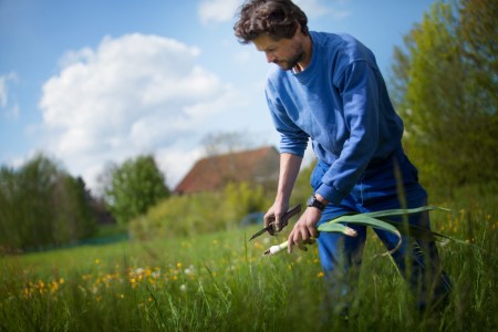 A man cutting leeks in his garden.