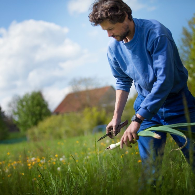 A man cutting leeks in his garden.