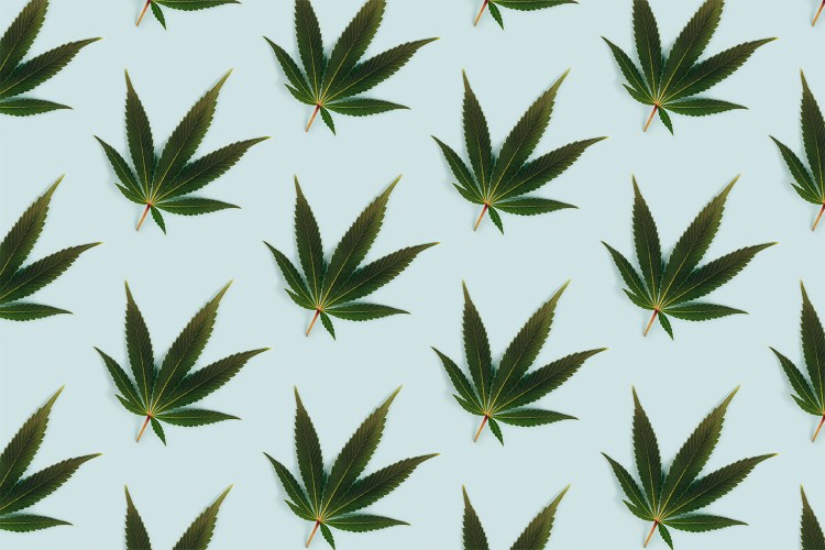 A cannabis leaf print on a blue background