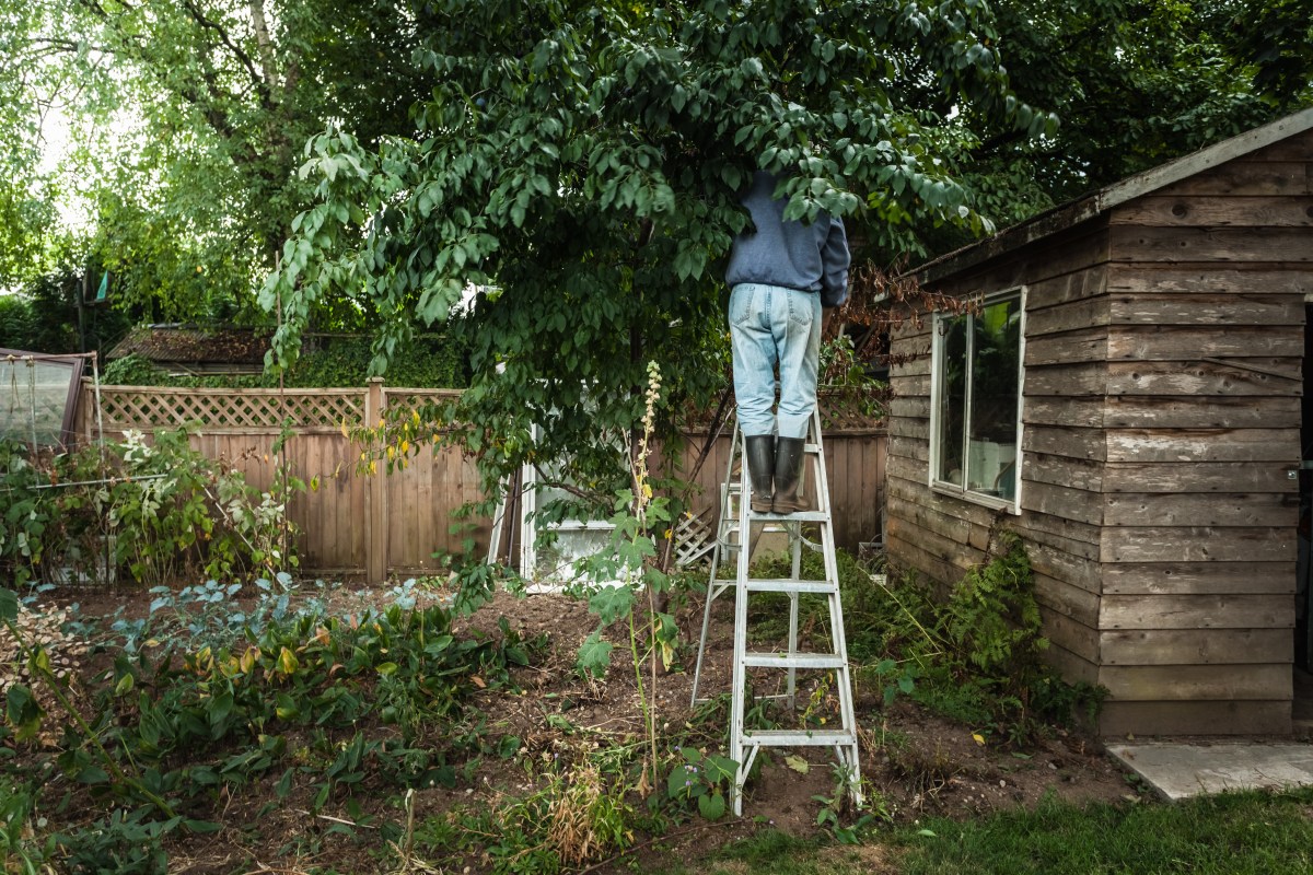 A man standing on a ladder, pruning a tree.