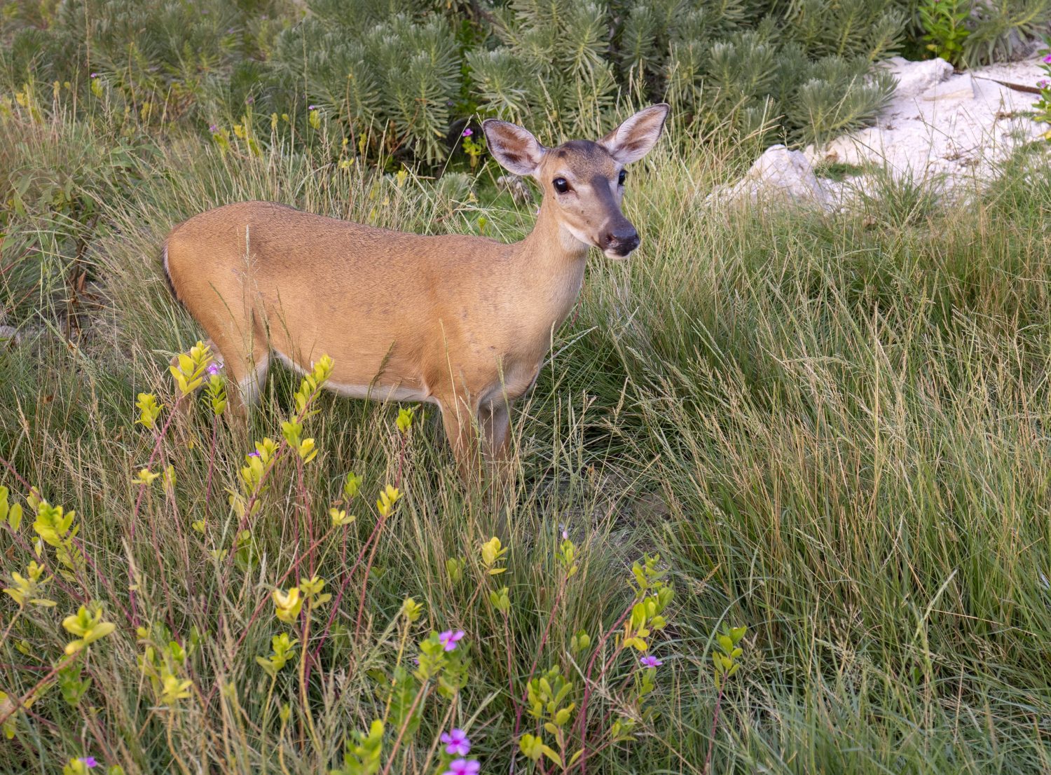 A deer stopped in a field of grass and flowers.
