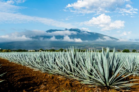 a field of blue weber agave in Jalisco, Mexico with tequila Volcano in the background