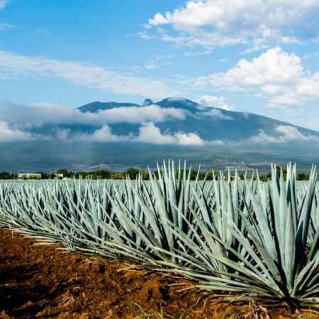 a field of blue weber agave in Jalisco, Mexico with tequila Volcano in the background