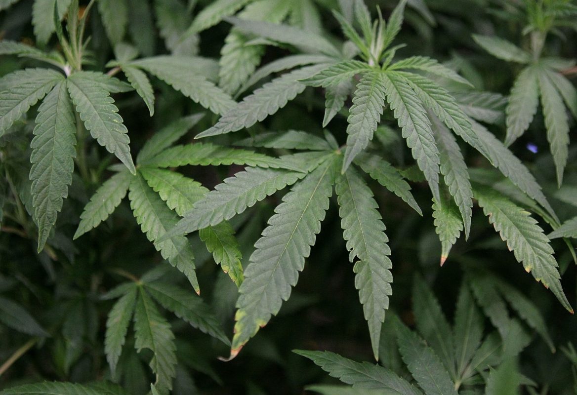 Leaves of a mature marijuana plant