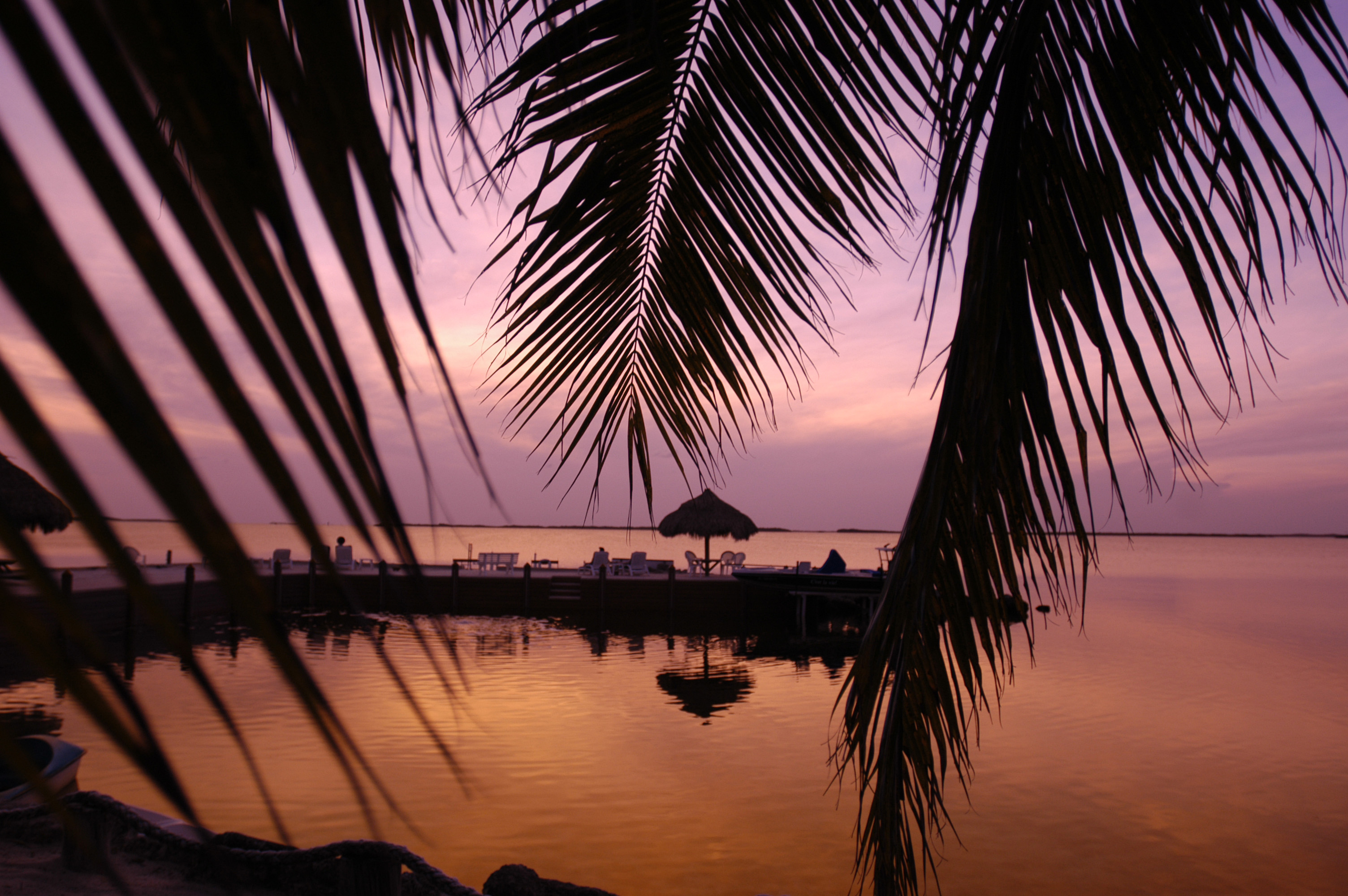 View of a pink and orange sunset over the water through palm tree leaves.