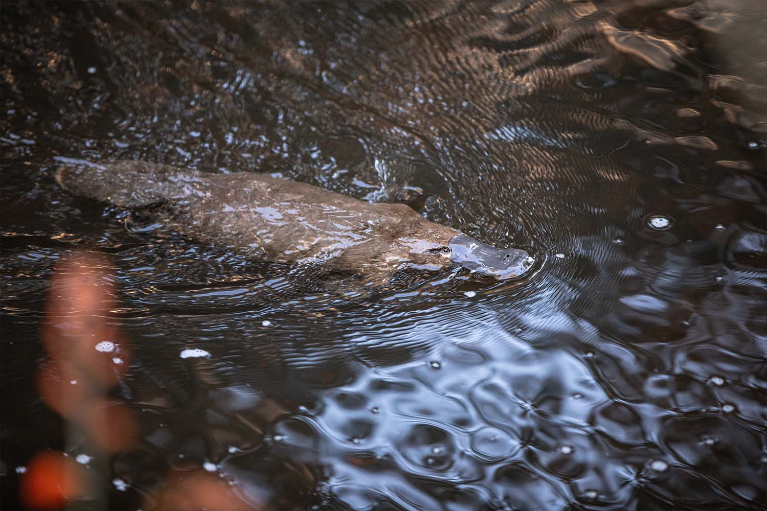 The Derwent River is home to a healthy population of platypuses.