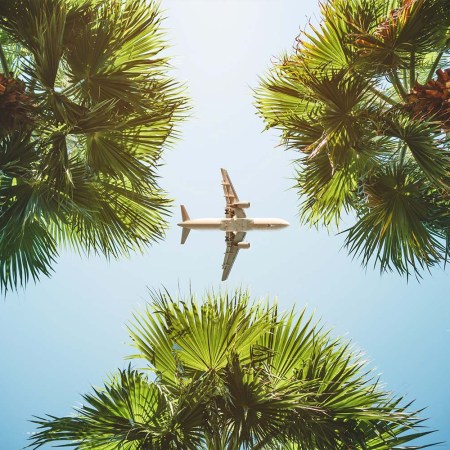 A plane flying over palm trees