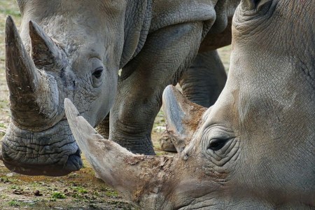 A close-up photo of white rhinos. The largest rhino farm in the world in South Africa is headed to auction.