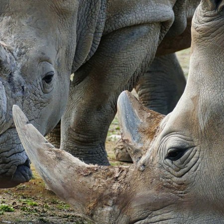 A close-up photo of white rhinos. The largest rhino farm in the world in South Africa is headed to auction.