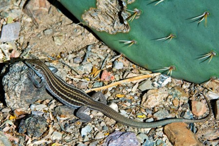 Checkered whiptail