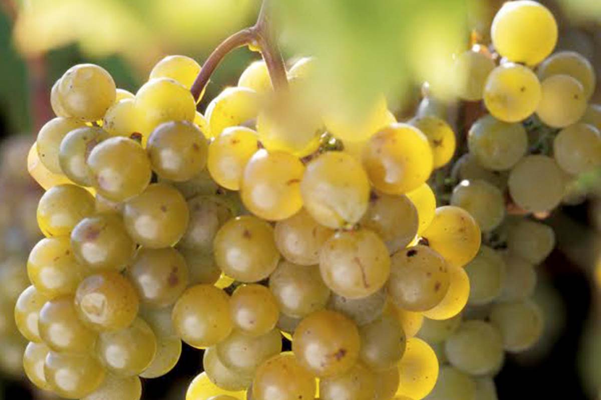LaCrescent' grape developed by the University of Minnesota