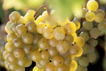 These Lab-Grown Grapes Could Be the Future of American Wine