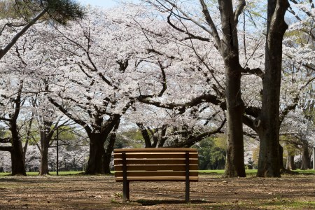 A park bench in front of cherry blossoms. Here's how to use your local park bench to get a fantastic 10-minute workout.