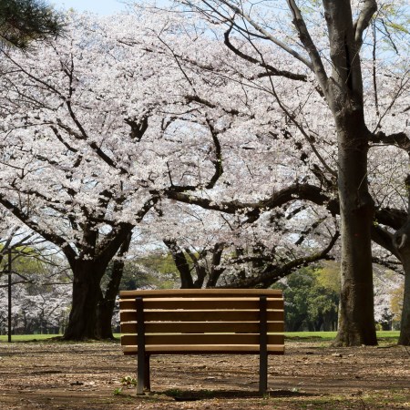 A park bench in front of cherry blossoms. Here's how to use your local park bench to get a fantastic 10-minute workout.