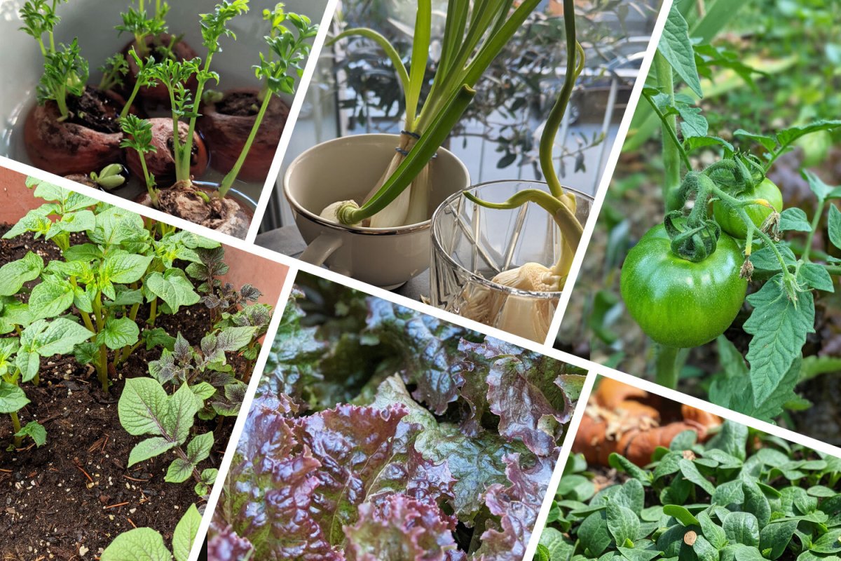 Spring Gardening: A Comprehensive Guide to Getting Started - InsideHook