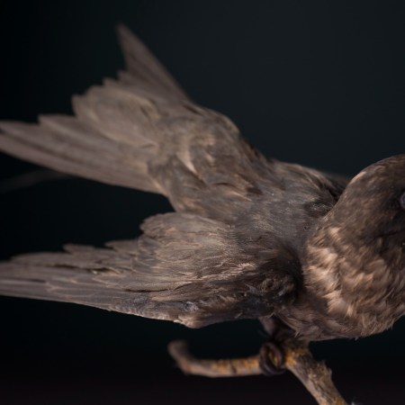 A taxidermy bird. Specimens like this are now being used in drones to track real birds.