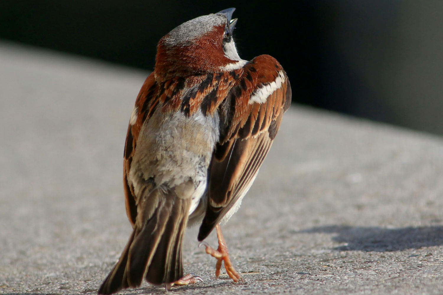 House Sparrow Dancing
