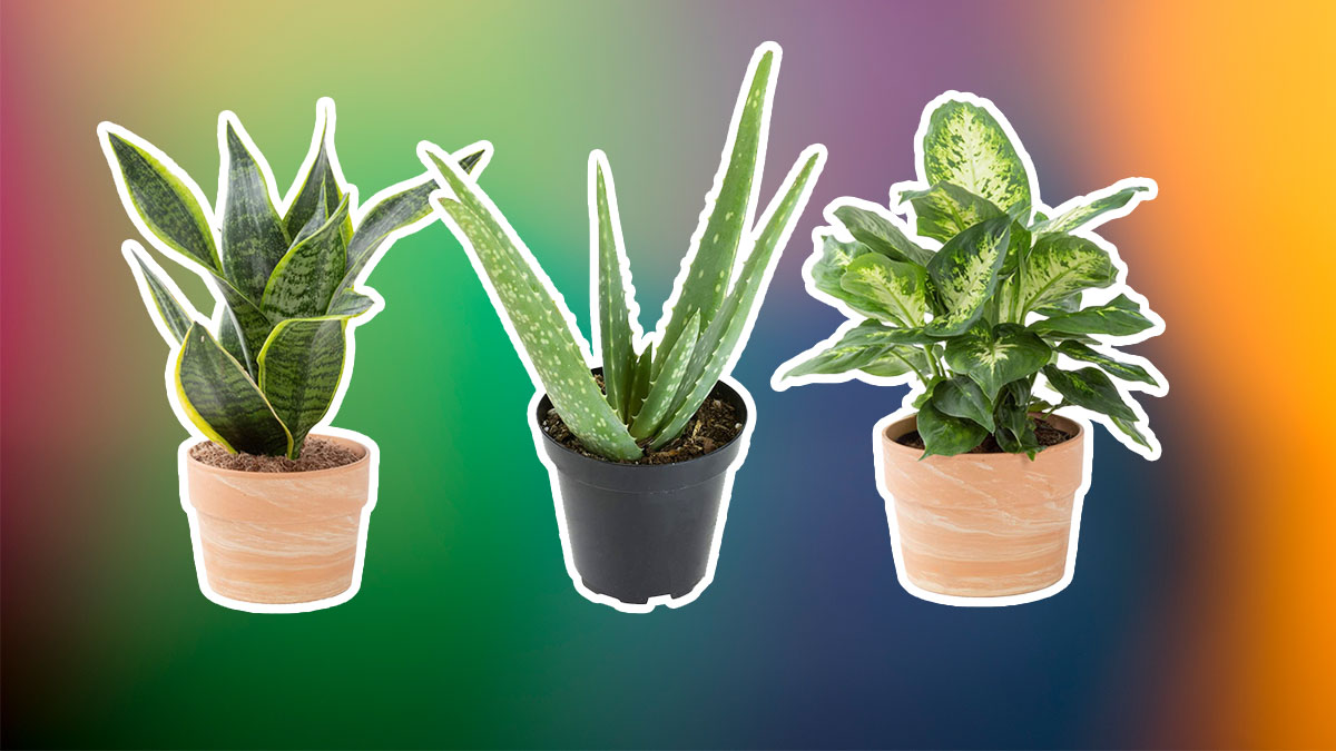 Indoor Houseplants on a multi colored background