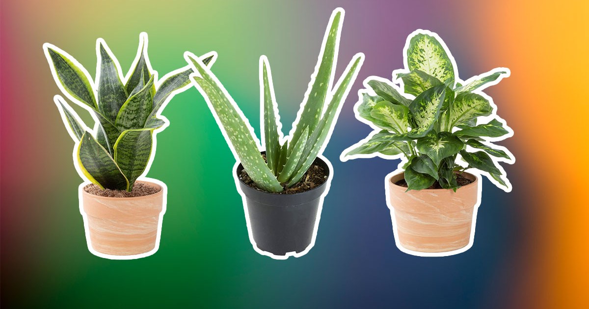 The Best Indoor Houseplants to Upgrade Your Home Decor InsideHook