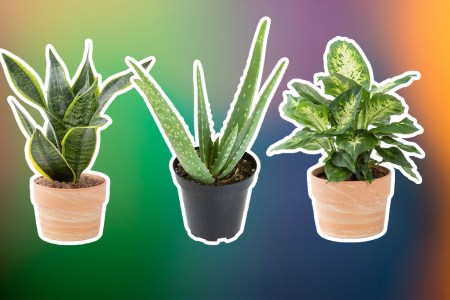 Indoor Houseplants on a multi colored background