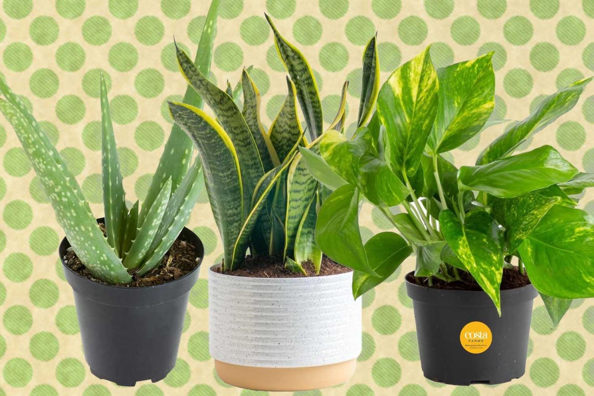 Indoor Houseplants on a green polka dotted background
