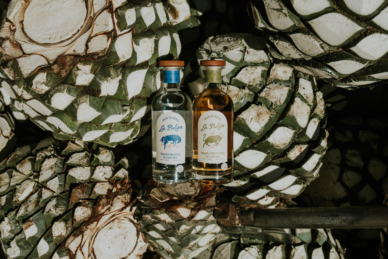 bottles of tequila posed against plant.