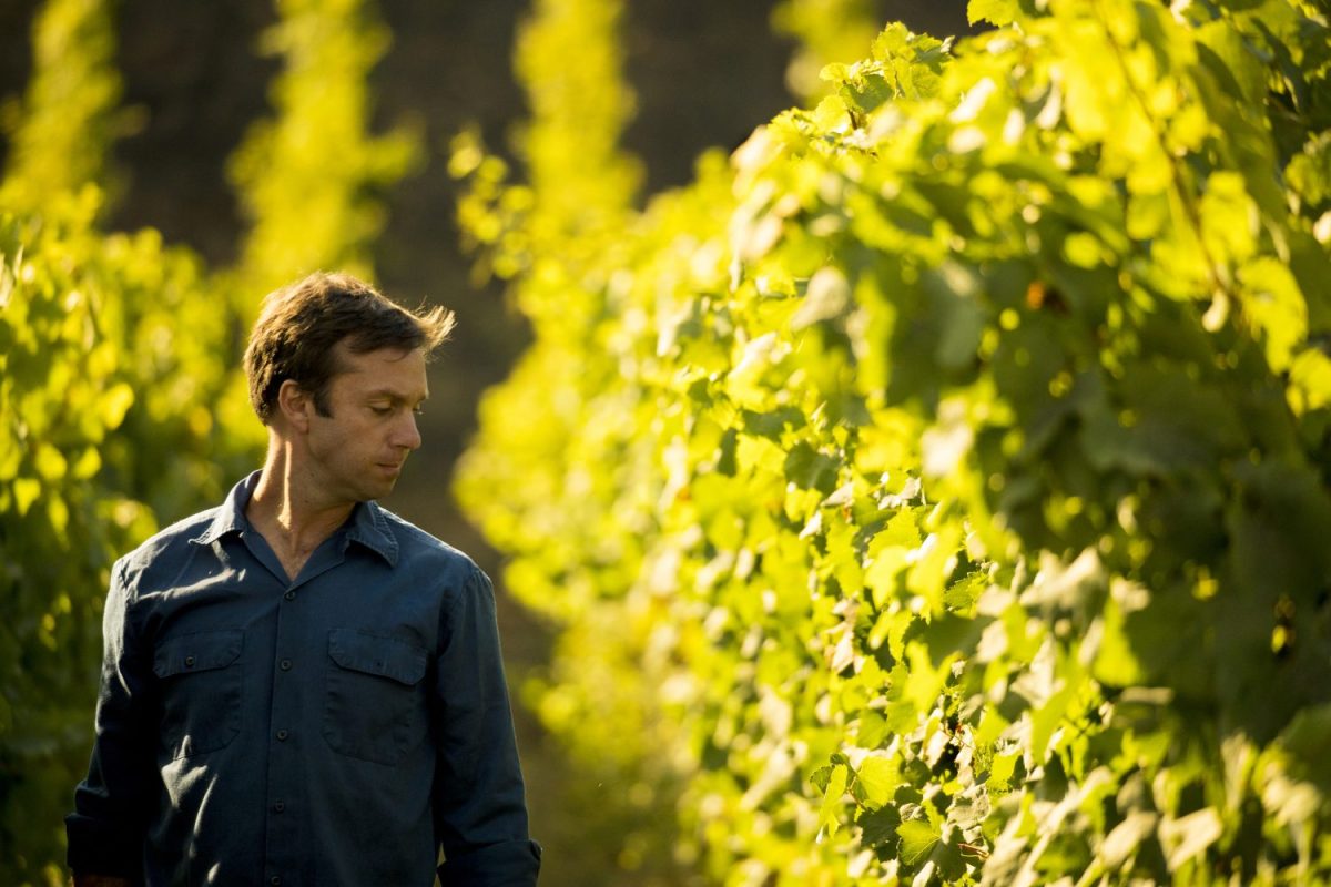 A man walking through a vineyard