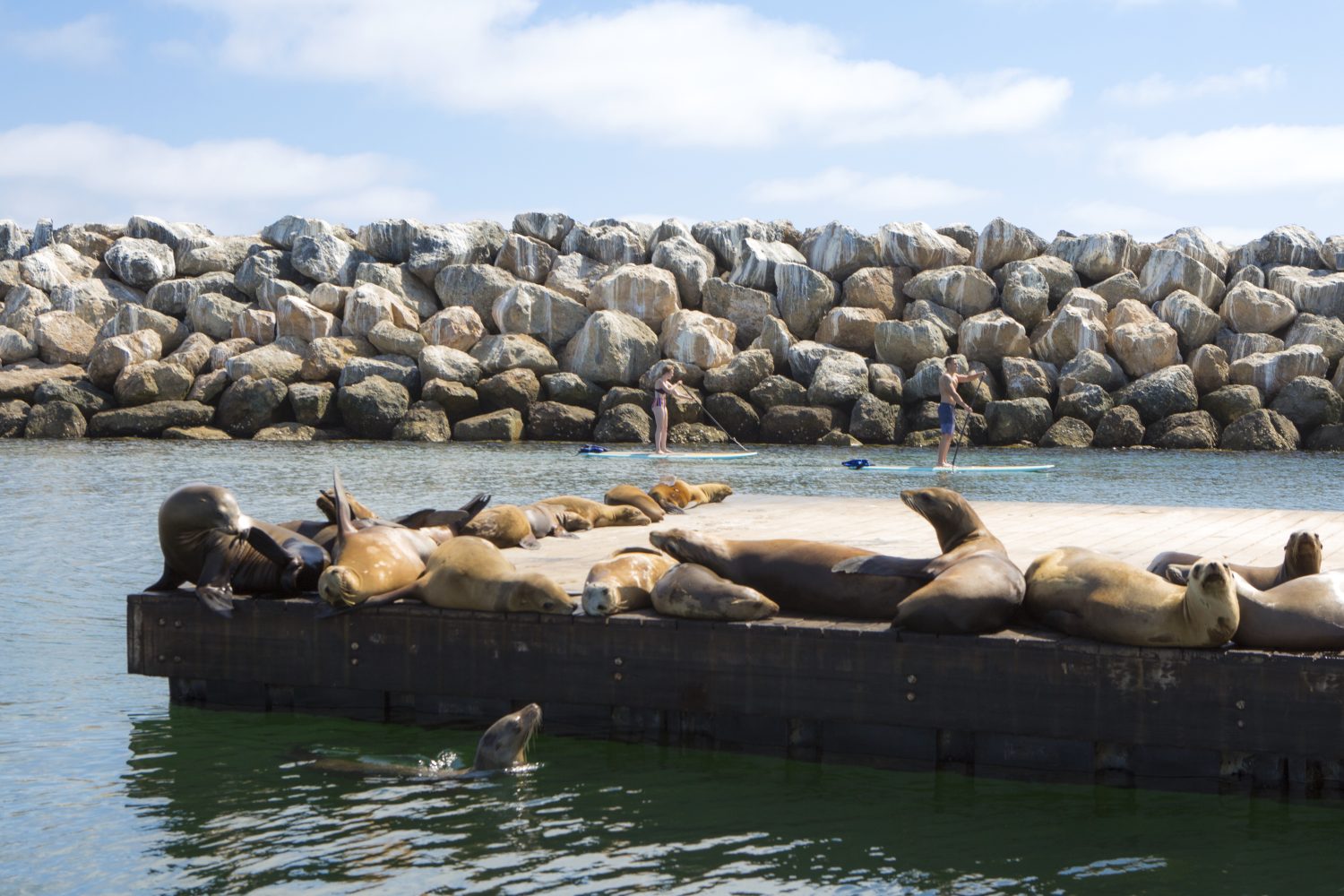 sea lions sub bahting behind paddle boarders. ocean views la