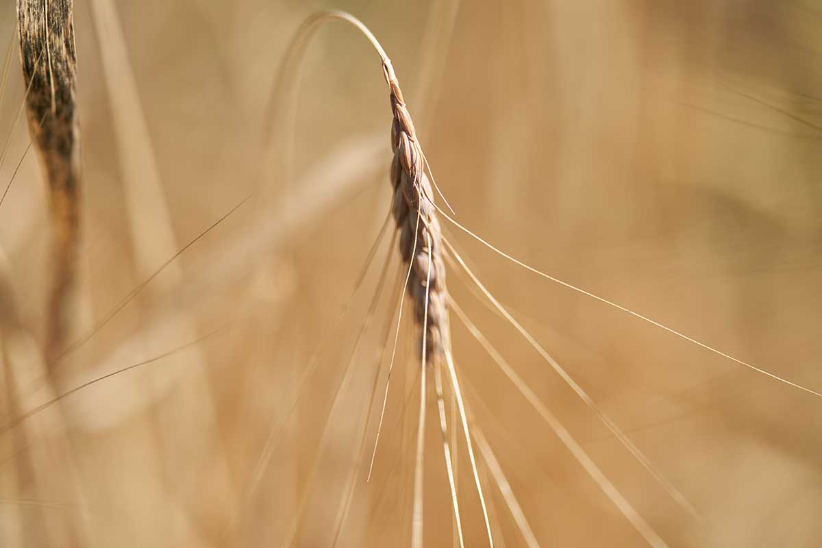 A stock photo of emmer wheat, an ancient grain that's finding new life in a Weller bourbon line