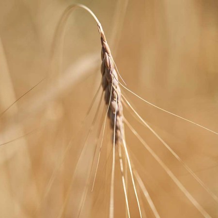 A stock photo of emmer wheat, an ancient grain that's finding new life in a Weller bourbon line