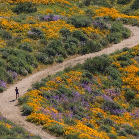 A lady walks through a field of wildflowers.