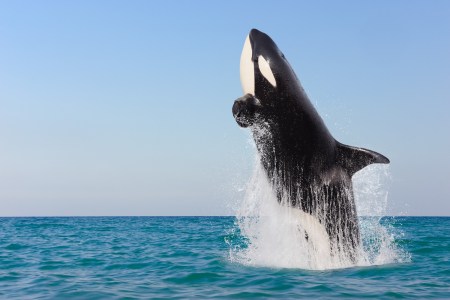 Orcas Seem To Be Sharing Methods of Attacking Boats