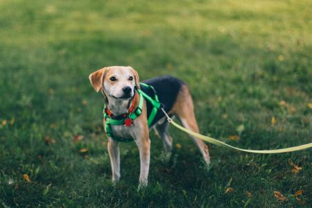 A Growing Number of People Are Getting Injured While Walking Their Dogs