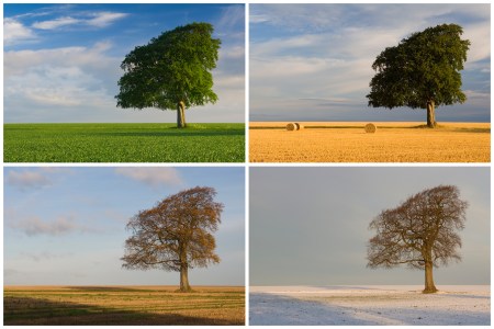Four photos of a tree showing the changing of seasons. Today, we discuss the concept of the time billionaire.