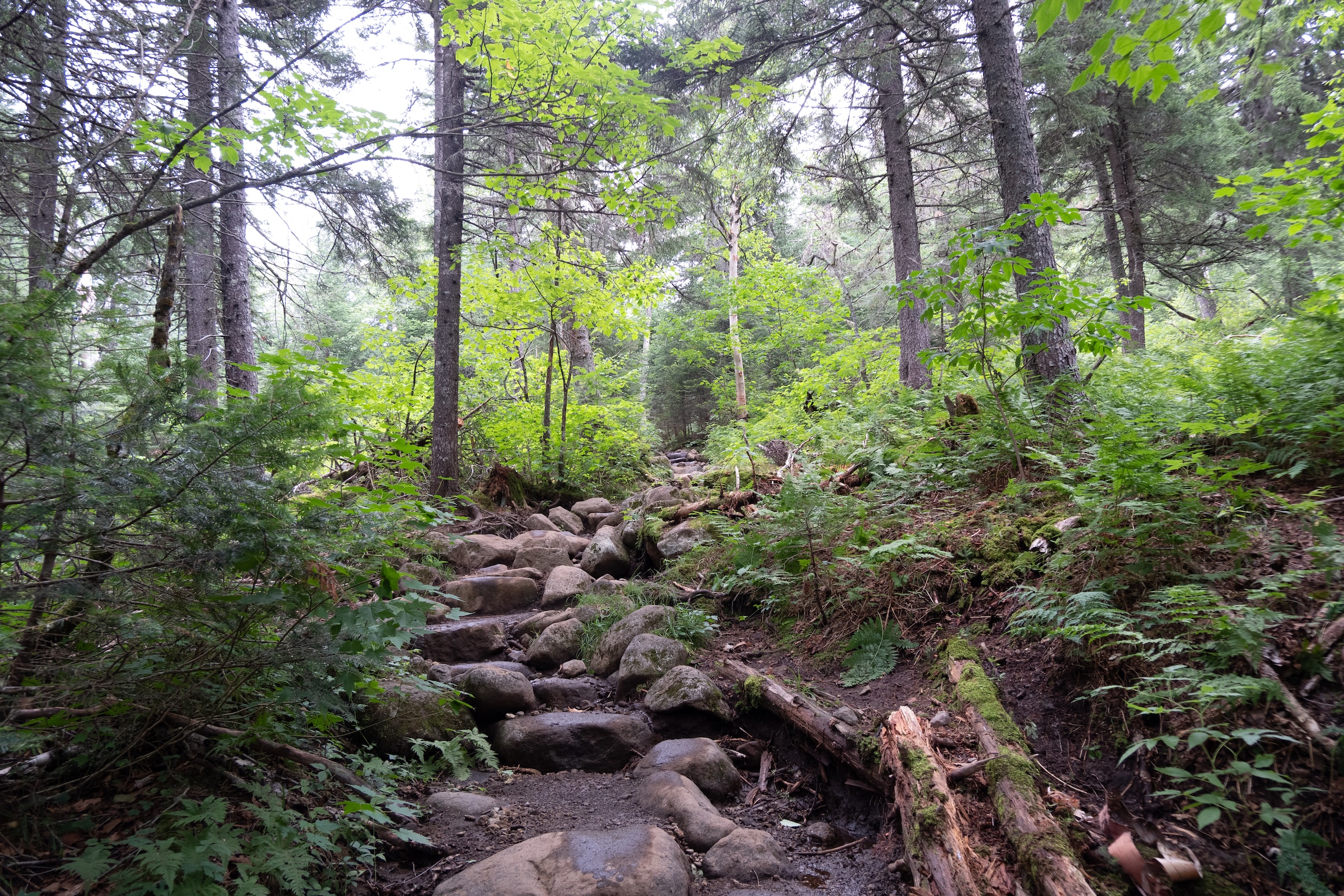 Outdoor woodland scene