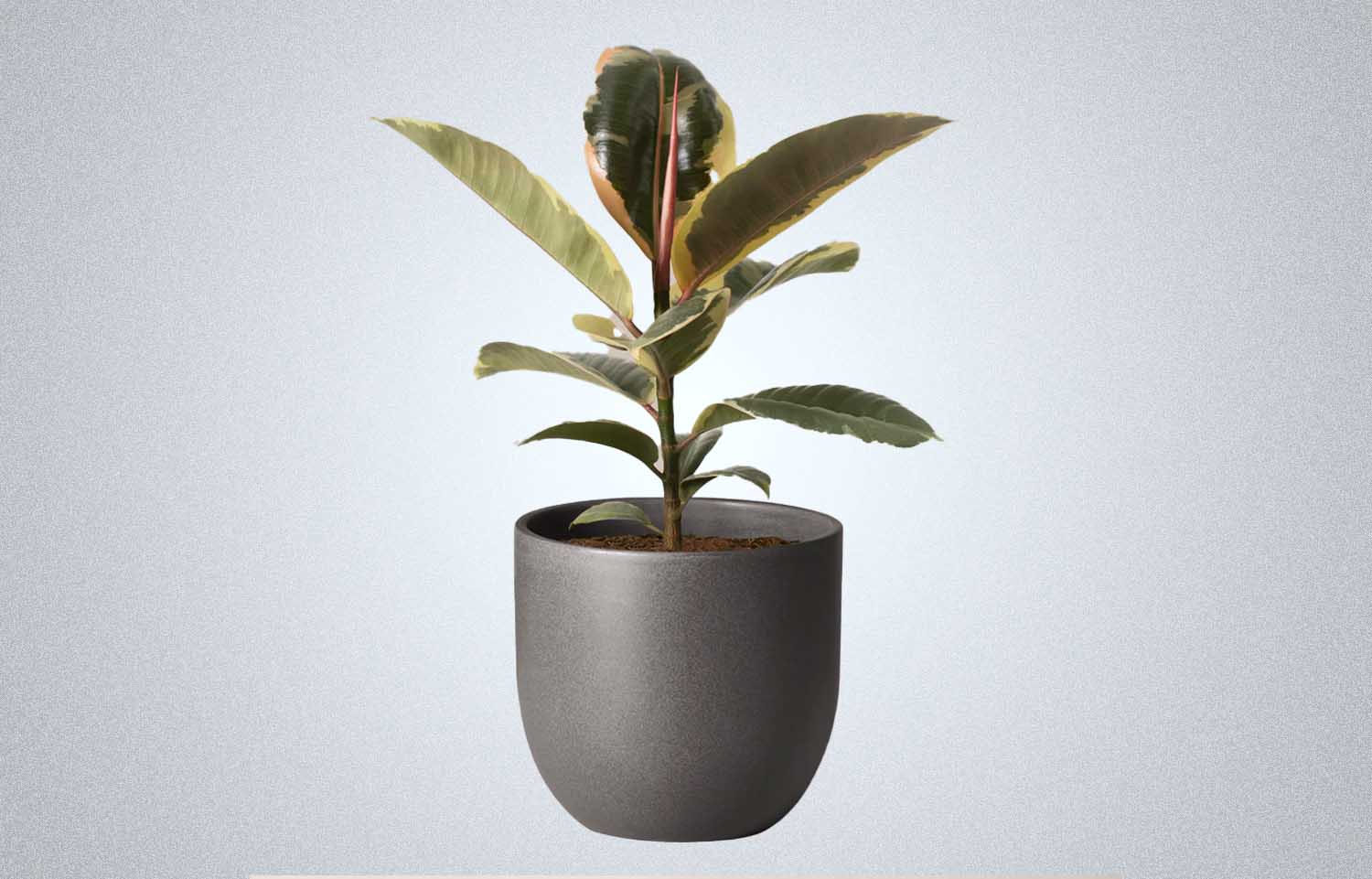 The Sill Ficus Tineke